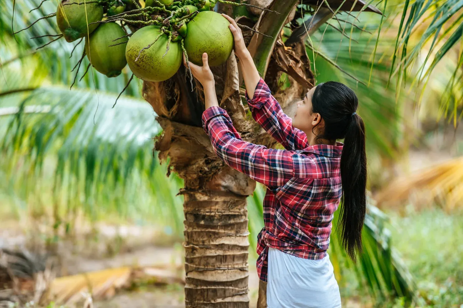 Woman reaching up to harvest green coconuts from a palm tree